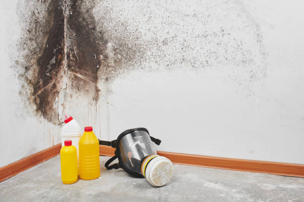 Best Mold Remediation  in Woodlawn, OH