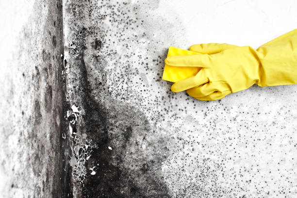 Best Commercial Mold Removal  in Woodlawn, OH