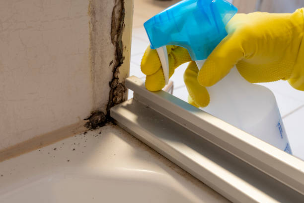 Best Attic Mold Removal  in Woodlawn, OH