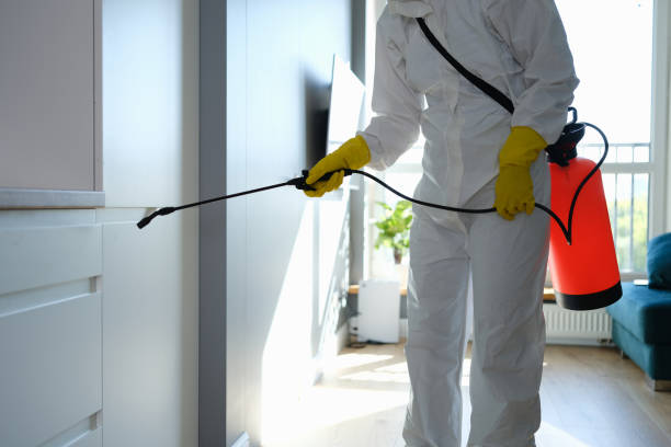 Trusted Woodlawn, OH Mold Removal Experts