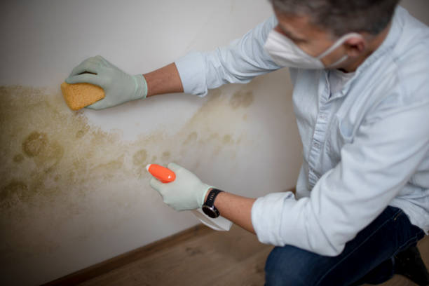 Best Black Mold Removal  in Woodlawn, OH