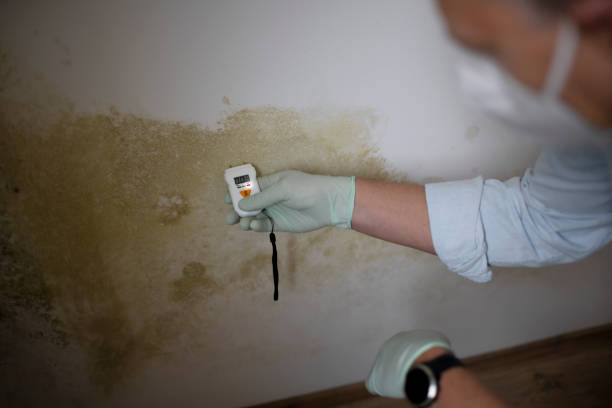 Best Commercial Mold Removal  in Woodlawn, OH