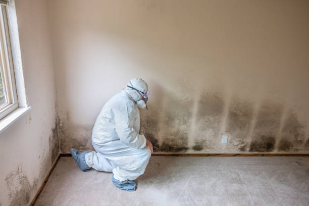 Best Office Mold Removal Services  in Woodlawn, OH