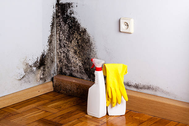 Home Mold Removal in Woodlawn, OH