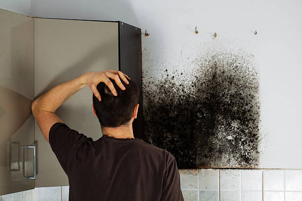 Best Toxic Mold Removal  in Woodlawn, OH