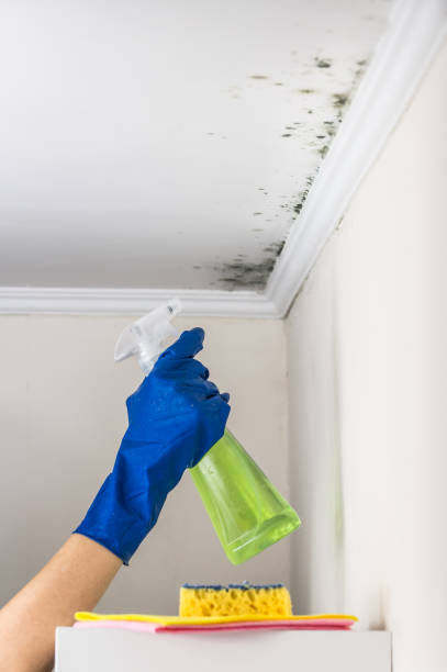 Best Mold Removal Specialists  in Woodlawn, OH